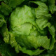 Salát ledový Stamir - Lactuca sativa L. var. capitala - osivo salátu - 300 ks