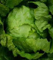 Salát ledový Stamir - Lactuca sativa L. var. capitala - osivo salátu - 300 ks