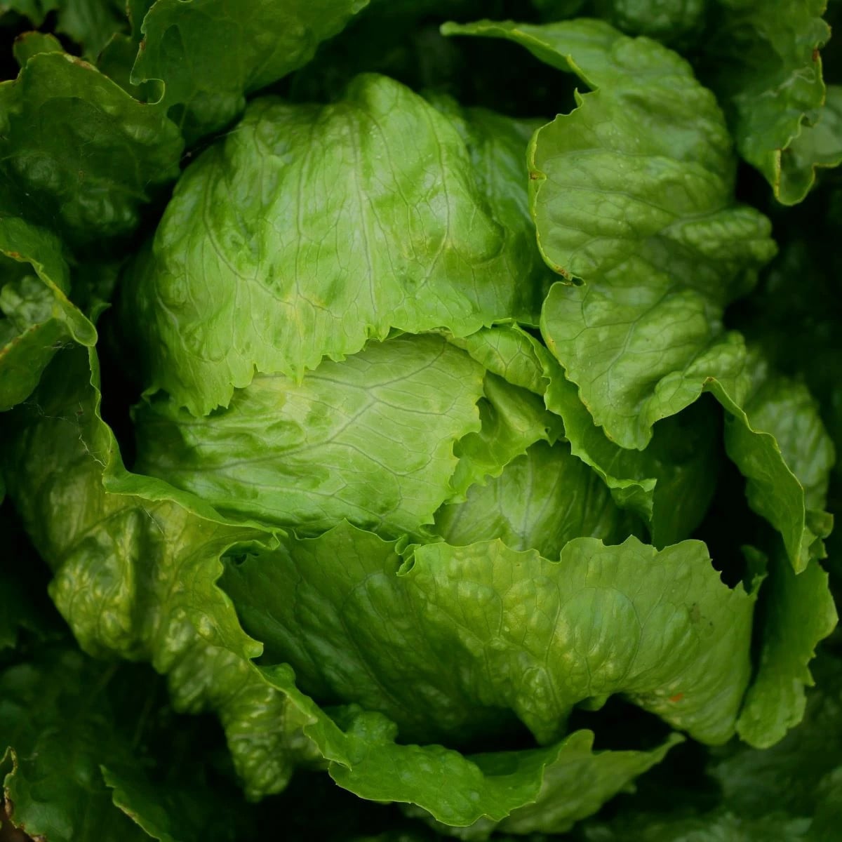 Salát ledový Stamir - Lactuca sativa L. var. capitala - osivo salátu - 300 ks