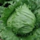 Salát ledový Stamir - Lactuca sativa L. var. capitala - osivo salátu - 300 ks