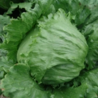 Salát ledový Stamir - Lactuca sativa L. var. capitala - osivo salátu - 300 ks
