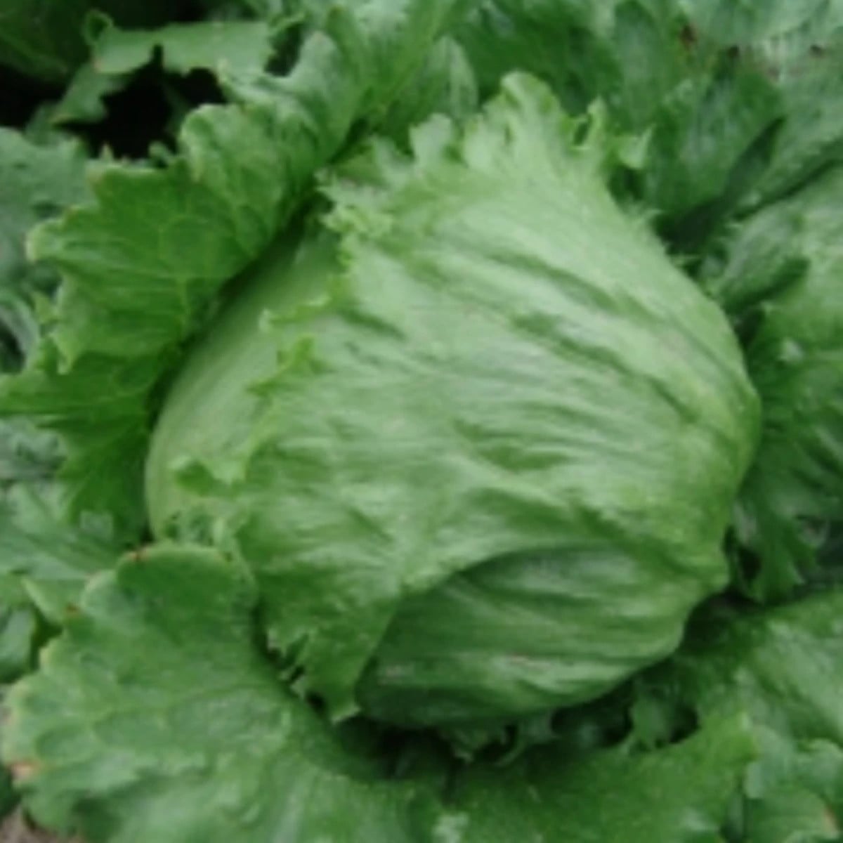 Salát ledový Stamir - Lactuca sativa L. var. capitala - osivo salátu - 300 ks