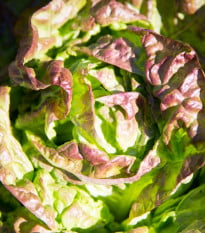 Salát ledový Derel - Lactuca sativa L. var. capitala - osivo salátu - 200 ks