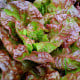 Salát římský Galba - Lactuca sativa var. longifolia - osivo salátu - 200 ks