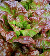 Salát římský Galba - Lactuca sativa var. longifolia - osivo salátu - 200 ks