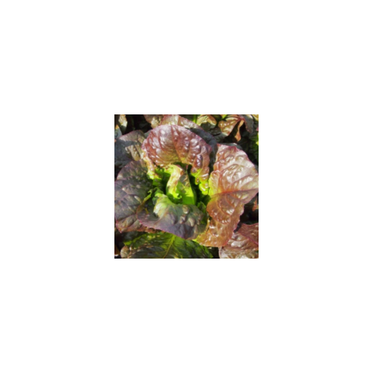 Salát římský Galba - Lactuca sativa var. longifolia - osivo salátu - 200 ks