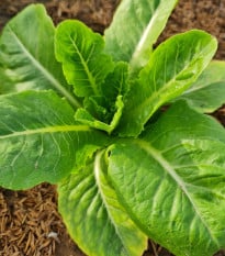 Salát římský Bertolt - Lactuca sativa var. longifolia - osivo salátu - 200 ks