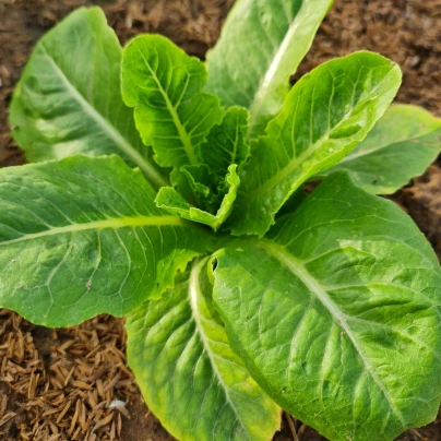 Salát římský Bertolt - Lactuca sativa var. longifolia - osivo salátu - 200 ks