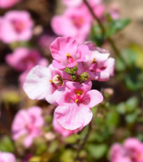 Ostruhatka barbeřina Pink Queen - Diascia barbeae - osivo ostruhatky - 50 ks