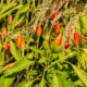 Chilli Zimbabwe Birds eye - Capsicum chinense - osivo chilli - 8 ks