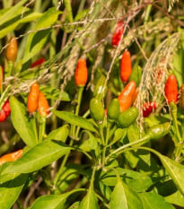 Chilli Zimbabwe Birds eye - Capsicum chinense - osivo chilli - 8 ks