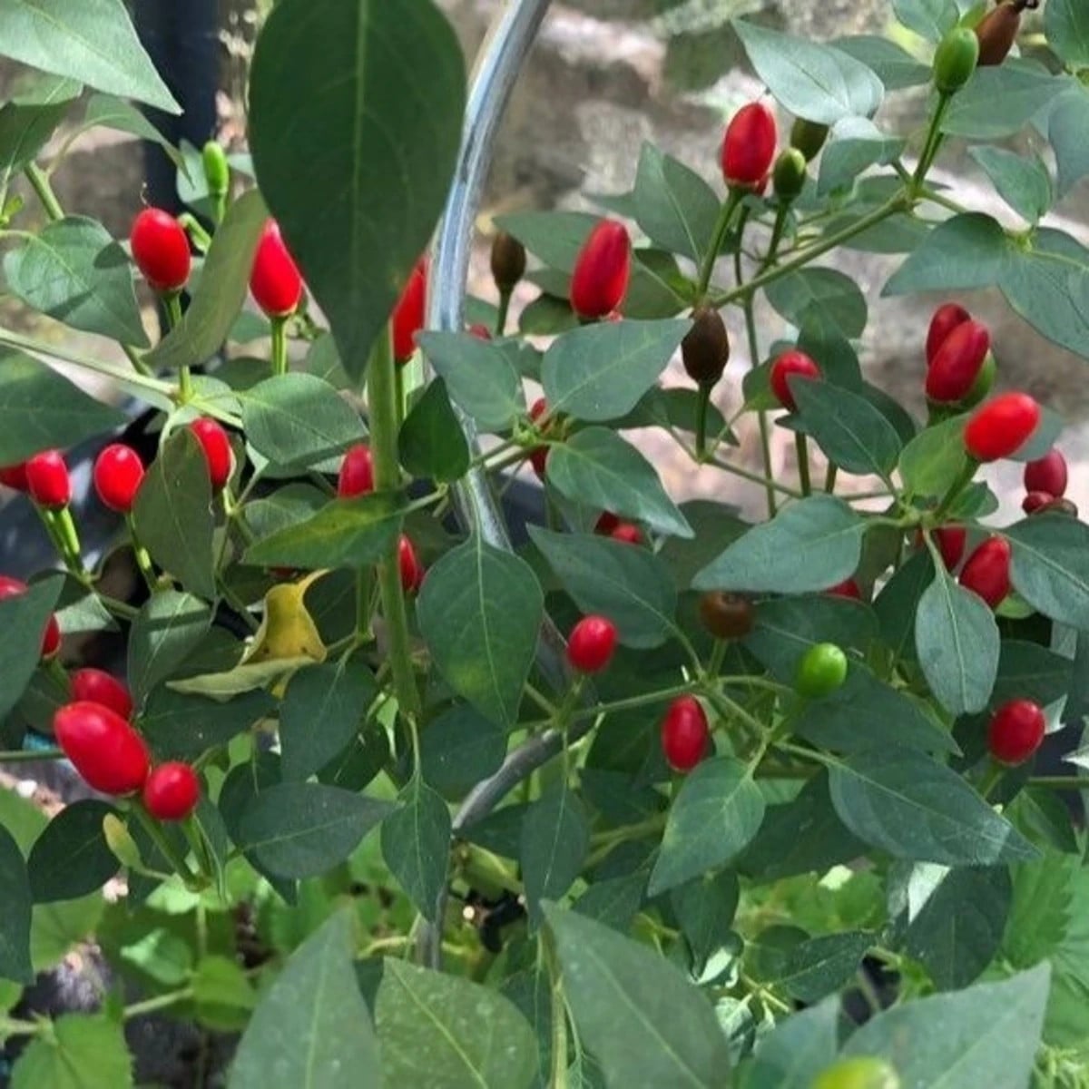Chilli Zimbabwe Birds eye - Capsicum chinense - osivo chilli - 8 ks