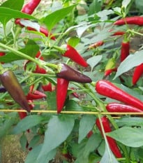 Chilli Gusto purple – Capsicum annuum – osivo chilli papriček