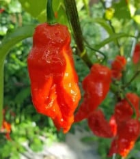 Chilli Shabu Shabu - Capsicum chinense - osivo chilli - 8 ks