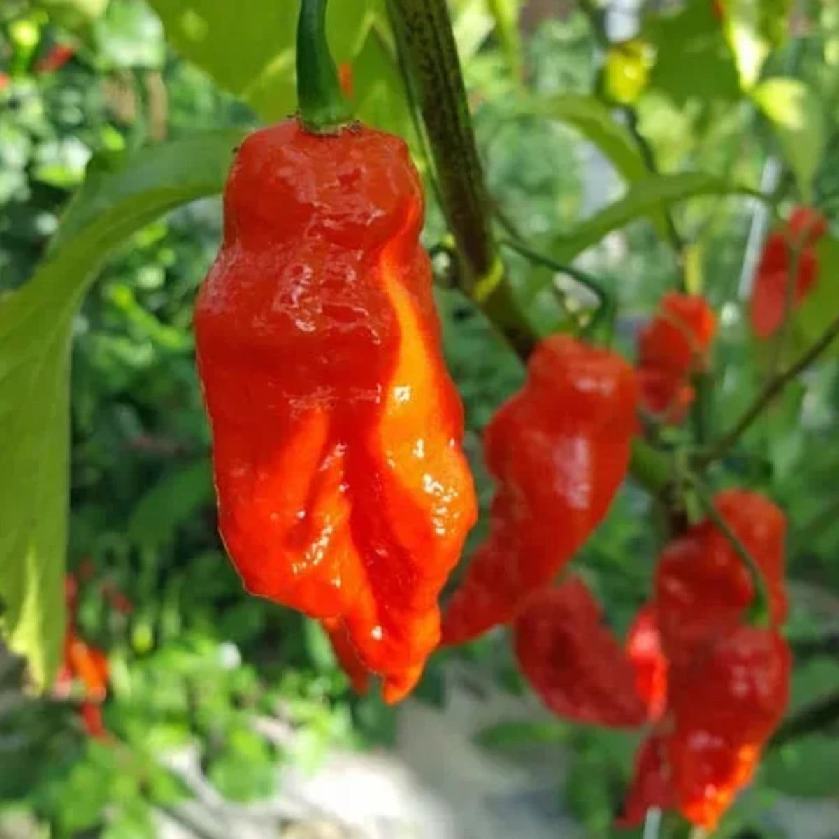 Chilli Shabu Shabu - Capsicum chinense - osivo chilli - 8 ks