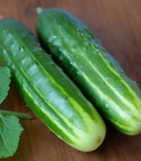 Okurka salátová Marketmore - Cucumis sativus - osivo okurky - 10 ks