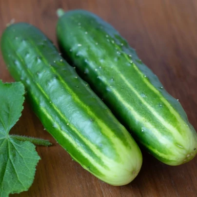 Okurka salátová Marketmore - Cucumis sativus - osivo okurky - 10 ks