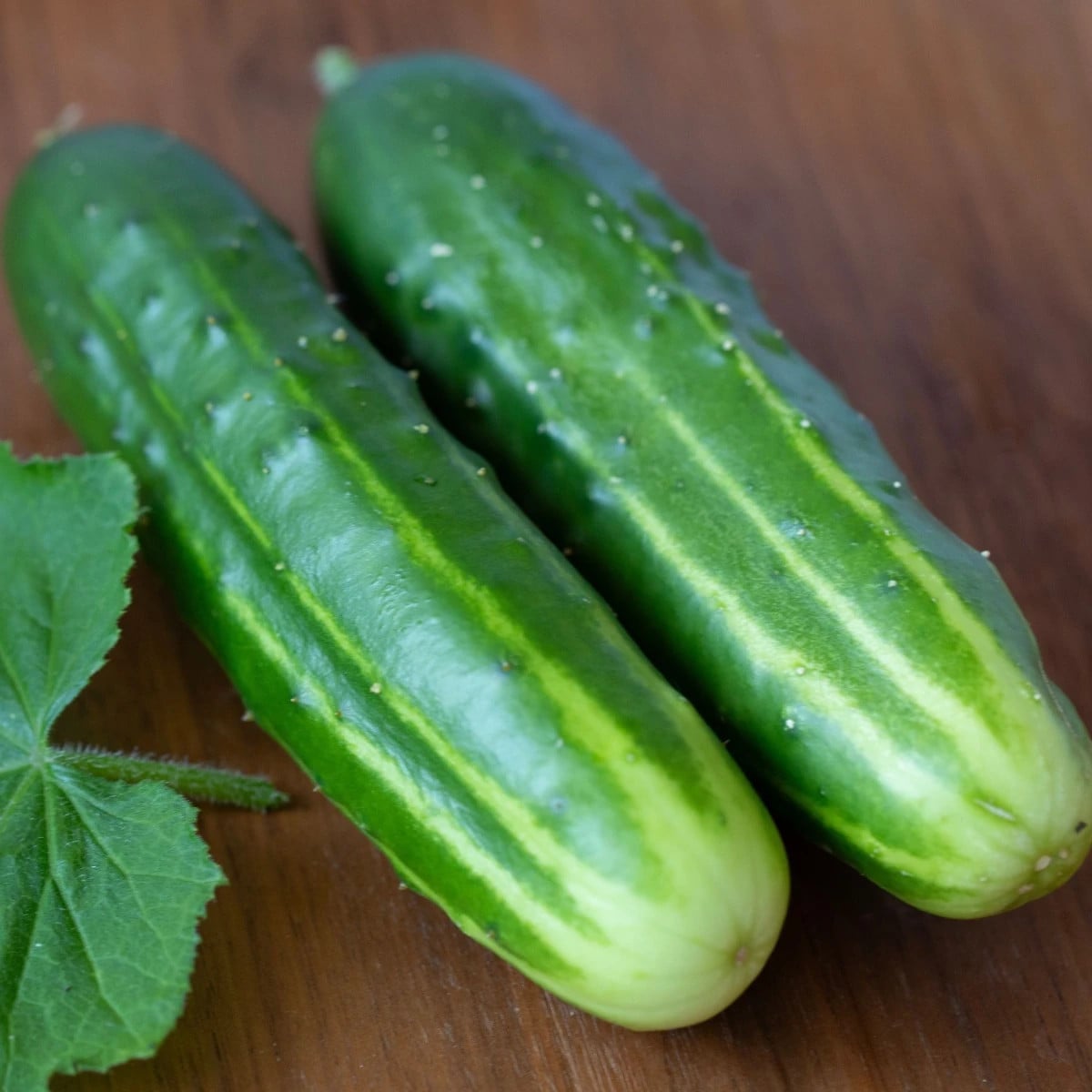 Okurka salátová Marketmore - Cucumis sativus - osivo okurky - 10 ks