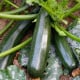 BIO Cuketa Kimber F1 - Cucurbita pepo - bio osivo cukety - 5 ks