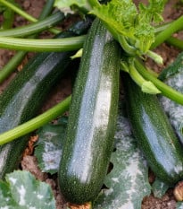 BIO Cuketa Kimber F1 - Cucurbita pepo - bio osivo cukety - 5 ks