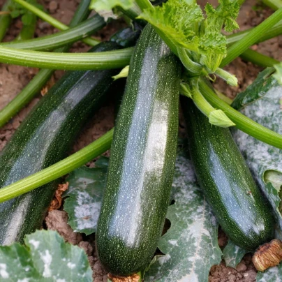BIO Cuketa Kimber F1 - Cucurbita pepo - bio osivo cukety - 5 ks