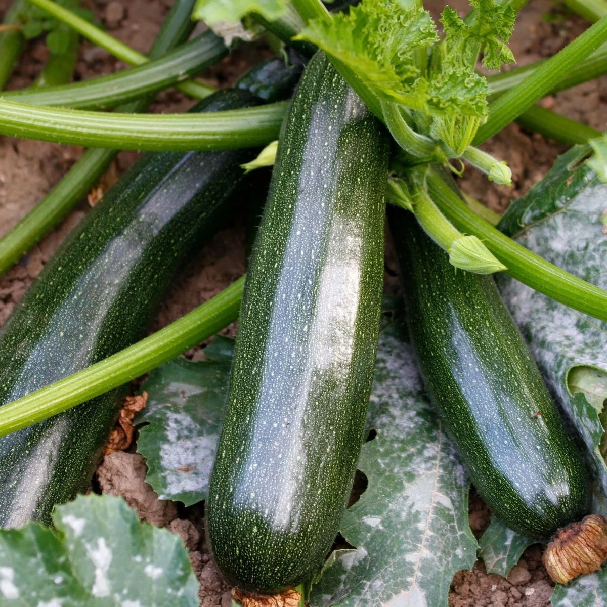 BIO Cuketa Kimber F1 - Cucurbita pepo - bio osivo cukety - 5 ks