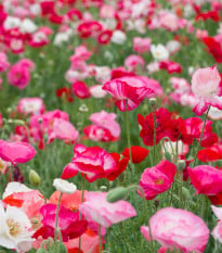 Mák vlčí směs barev - Papaver rhoeas - osivo máku - 200 ks