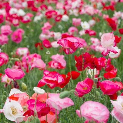 Mák vlčí směs barev - Papaver rhoeas - osivo máku - 200 ks