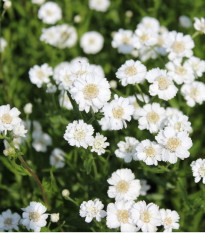 Řebříček Bertrám Perla - Achillea ptarmica - osivo řebříčku - 200 ks