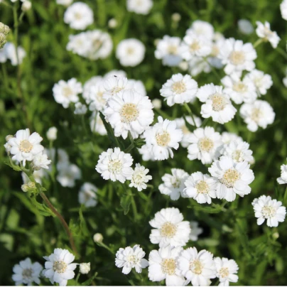 Řebříček Bertrám Perla - Achillea ptarmica - osivo řebříčku - 200 ks