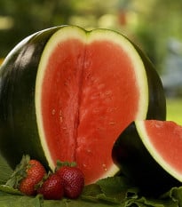 Meloun vodní Sugar baby - Citrullus lanatus - osivo melounu - 7 ks