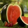 Meloun vodní Sugar baby - Citrullus lanatus - osivo melounu - 7 ks