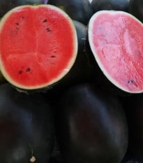 BIO Meloun vodní Sugar Baby - Citrullus lanatus - bio osivo melounu - 6 ks