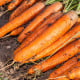 Mrkev Babetka F1 - Daucus carota - osivo mrkve - 300 ks