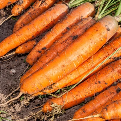 Mrkev Babetka F1 - Daucus carota - osivo mrkve - 300 ks