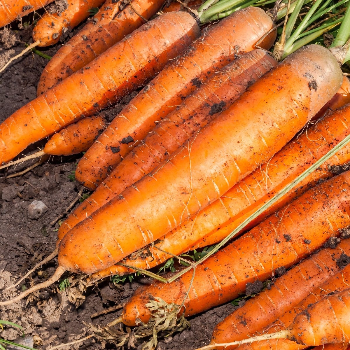 Mrkev Babetka F1 - Daucus carota - osivo mrkve - 300 ks