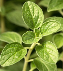 Majoránka zahradní Marietta - Origanum Majorana L. - osivo majoránky - 300 ks