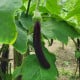 Lilek Klasik - Solanum melongena - osivo lilku - 50 ks