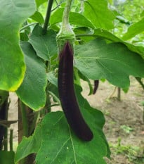Lilek Klasik - Solanum melongena - osivo lilku - 50 ks