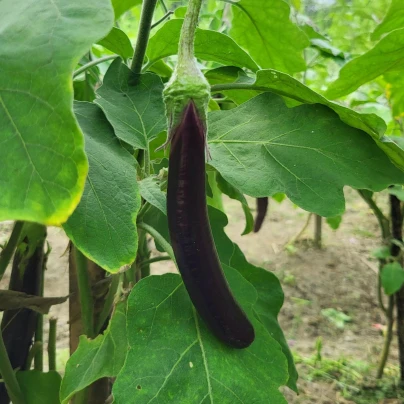 Lilek Klasik - Solanum melongena - osivo lilku - 50 ks