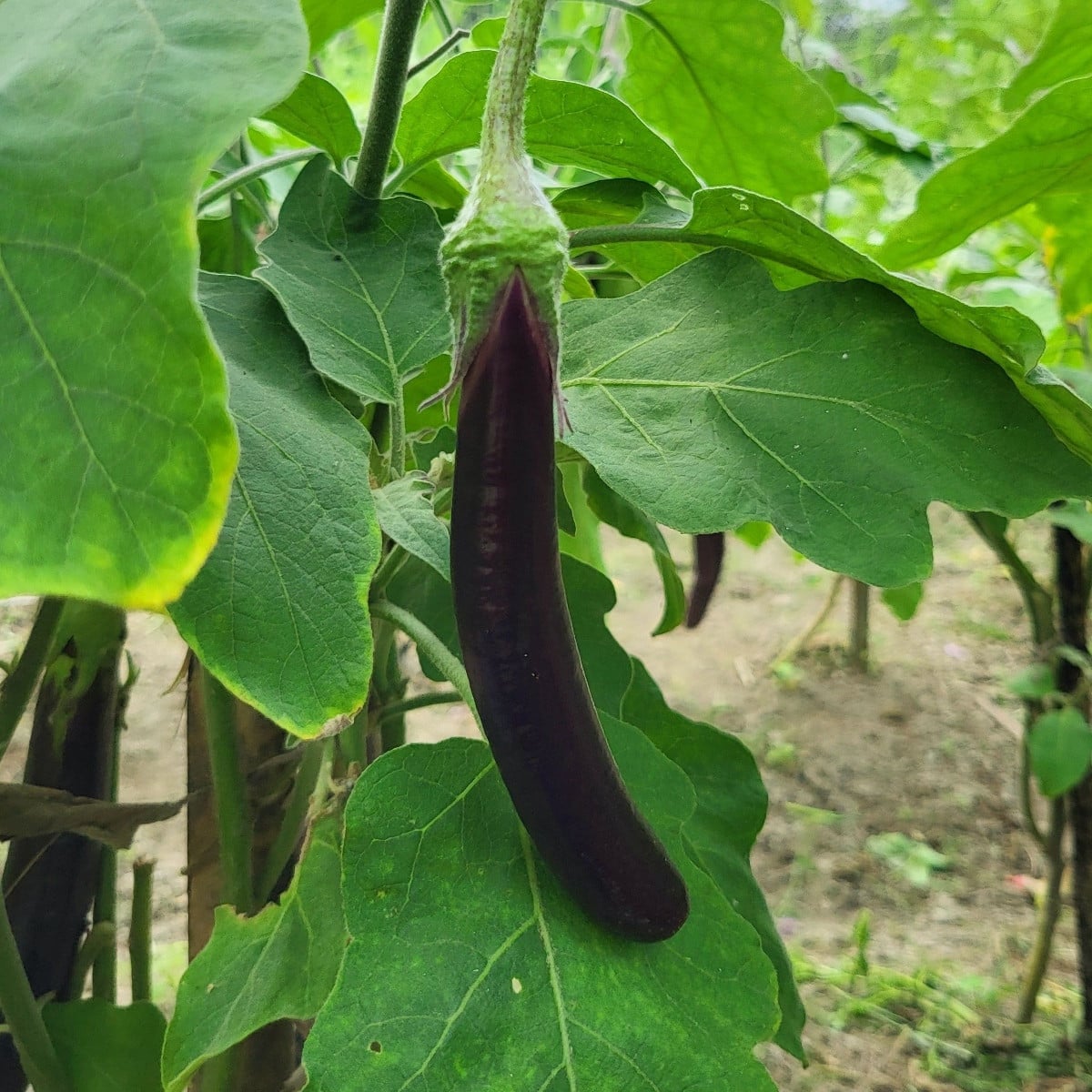Lilek Klasik - Solanum melongena - osivo lilku - 50 ks