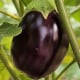Lilek Krasan - Solanum melongena - osivo lilku - 100 ks