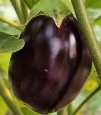Lilek Krasan - Solanum melongena - osivo lilku - 100 ks