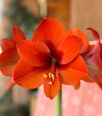 Hvězdník Naranja - Hippeastrum - cibule hvězdníků - 1 ks