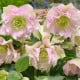 Čemeřice plnokvětá Ellen růžová - Helleborus double - prostokořenné sazenice čemeřice - 1 ks