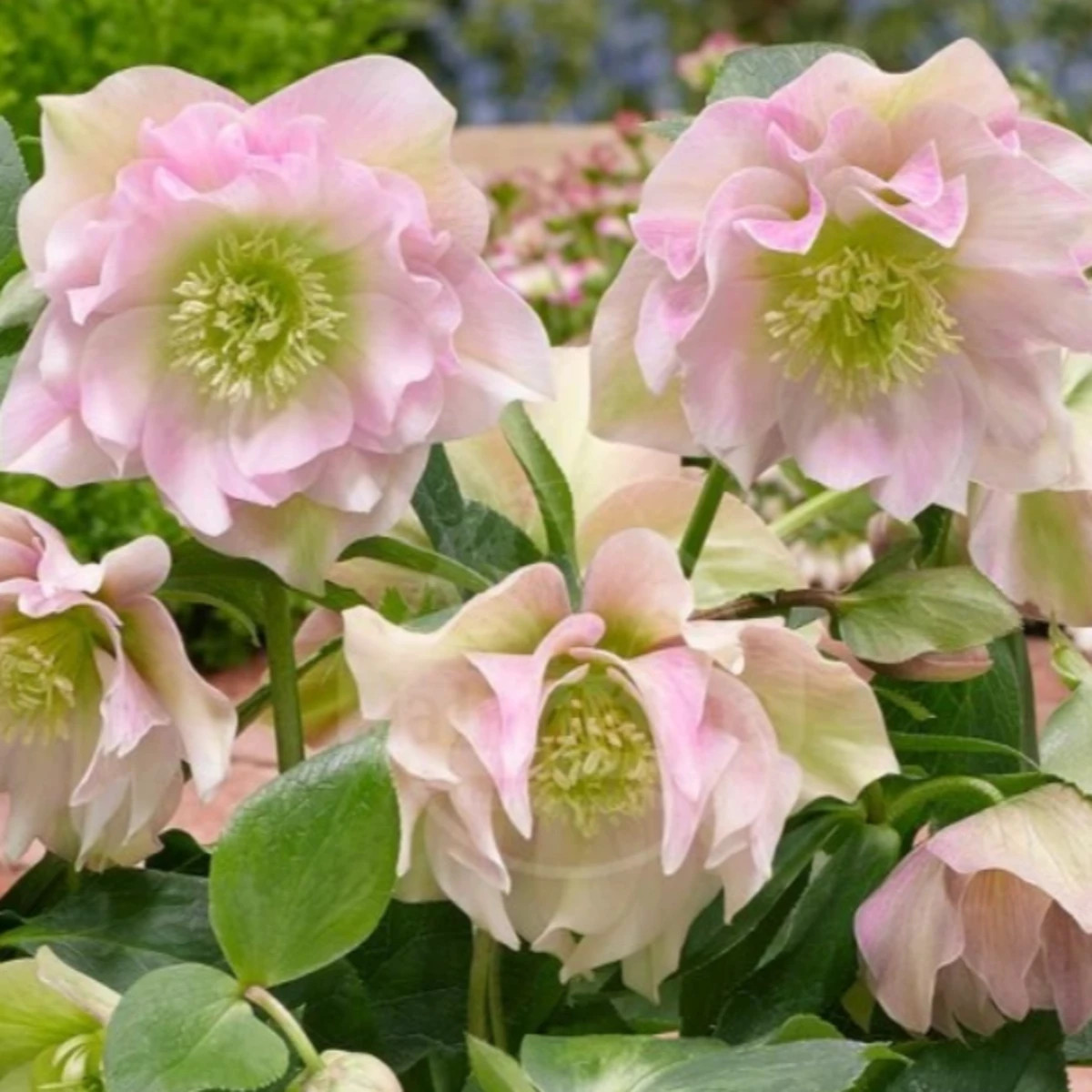 Čemeřice plnokvětá Ellen růžová - Helleborus double - prostokořenné sazenice čemeřice - 1 ks