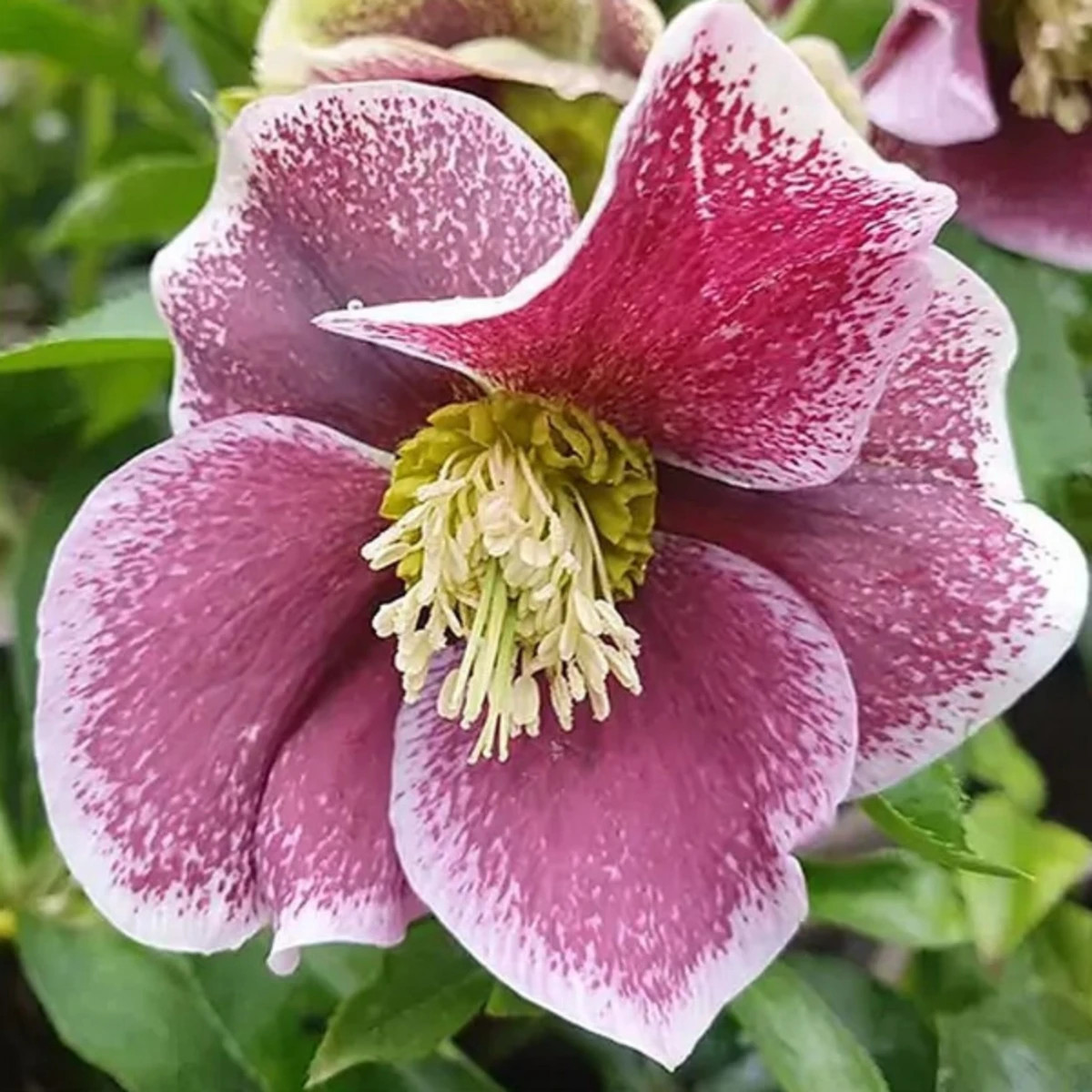 Čemeřice Pretty Ellen tečkovaná - Helleborus orientalis - prostokořenné sazenice čemeřice - 1 ks