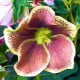 Čemeřice Pretty Ellen tečkovaná - Helleborus orientalis - prostokořenné sazenice čemeřice - 1 ks