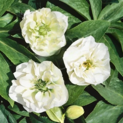 Čemeřice plnokvětá Ellen bílá - Helleborus double - prostokořenné sazenice čemeřice - 1 ks
