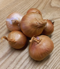 Cibule šalotka Biztro - Allium cepa - cibule šalotky - 250 g